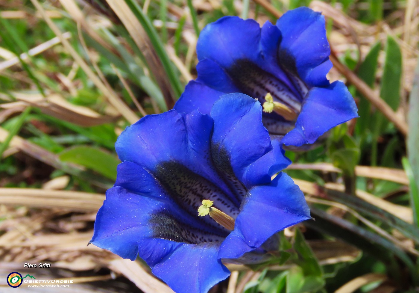29 Gentiana clusii (Genziana di Clusius).JPG